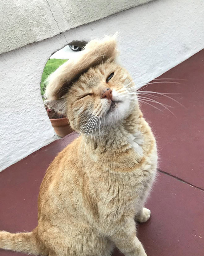 Trump cat.