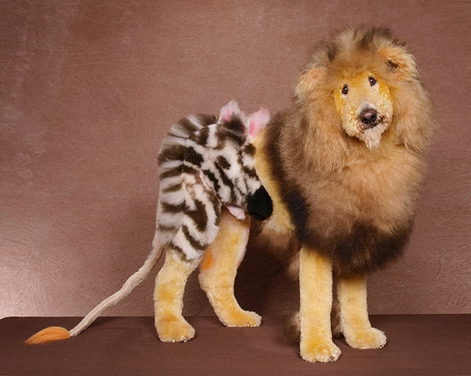 Competitive dog grooming.