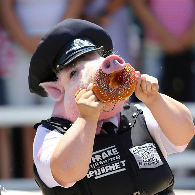 Police donut eating contest.