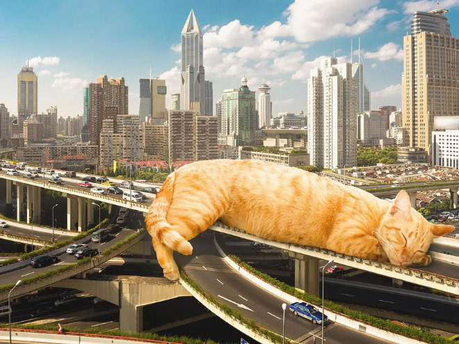 Catzilla.