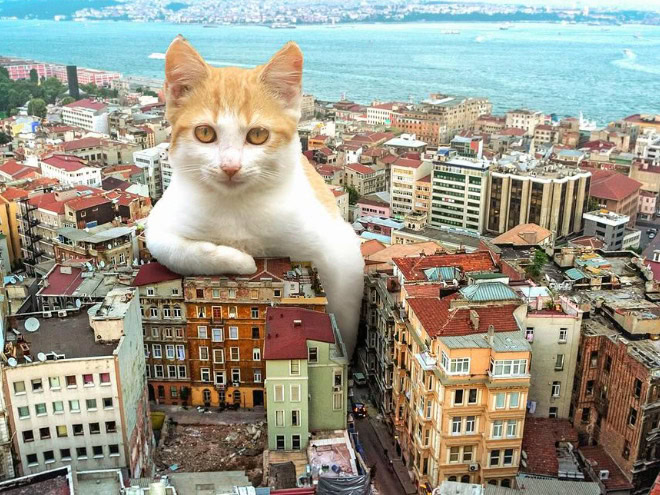 Catzilla.