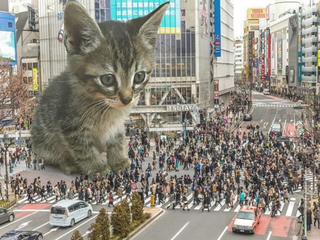 Catzilla.