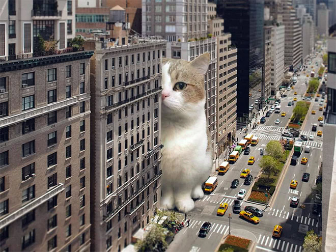 Catzilla.