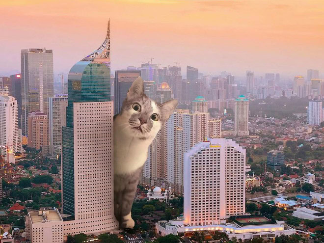 Catzilla.