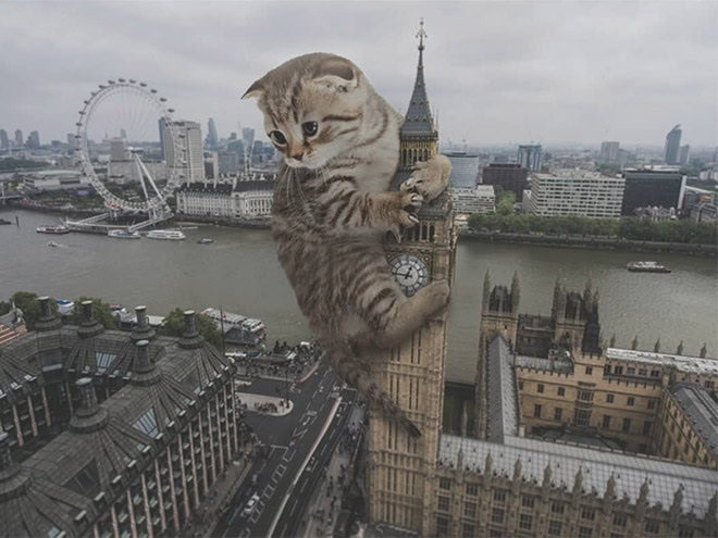 Catzilla.