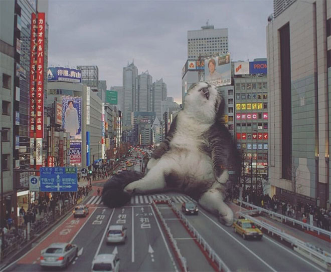 Catzilla.