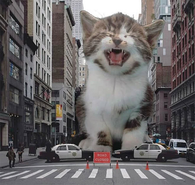 Catzilla.