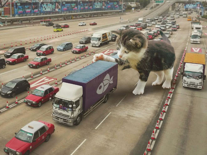 Catzilla.