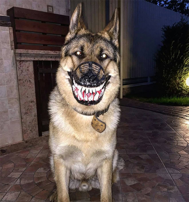 Scary dog muzzle.