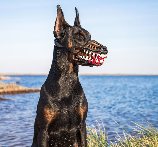 Scary dog muzzle.