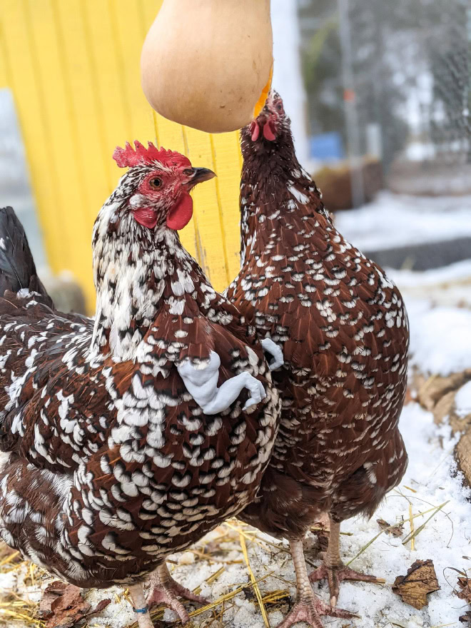 Chicken with T-Rex arms.