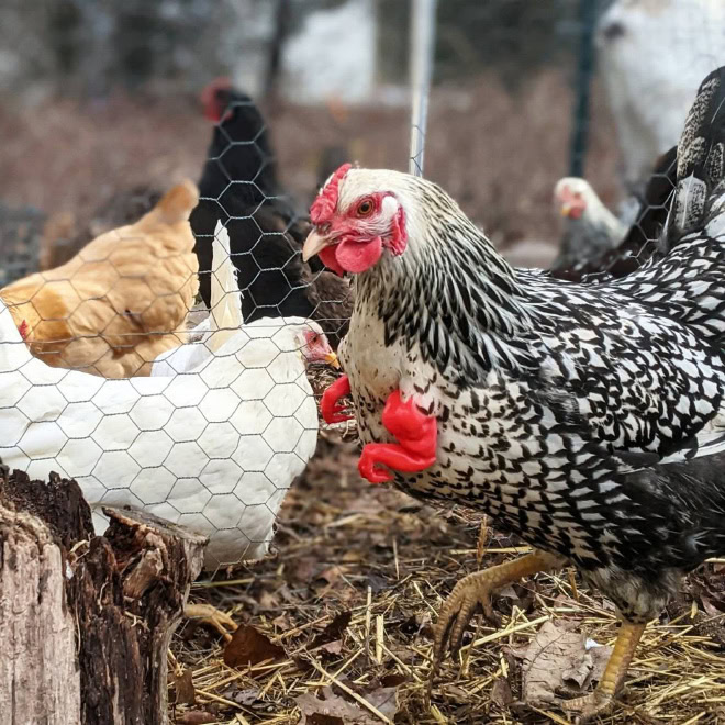 Chicken with T-Rex arms.