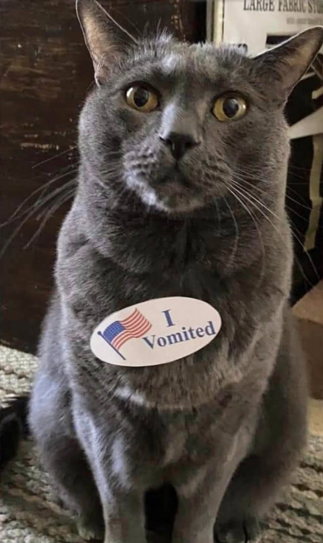 Proud cat who voted.