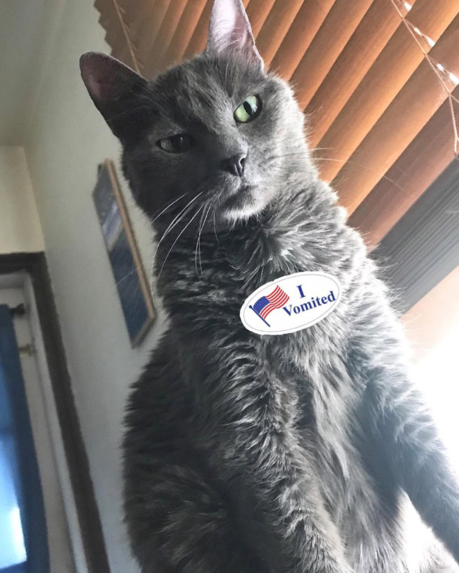 Proud cat who voted.