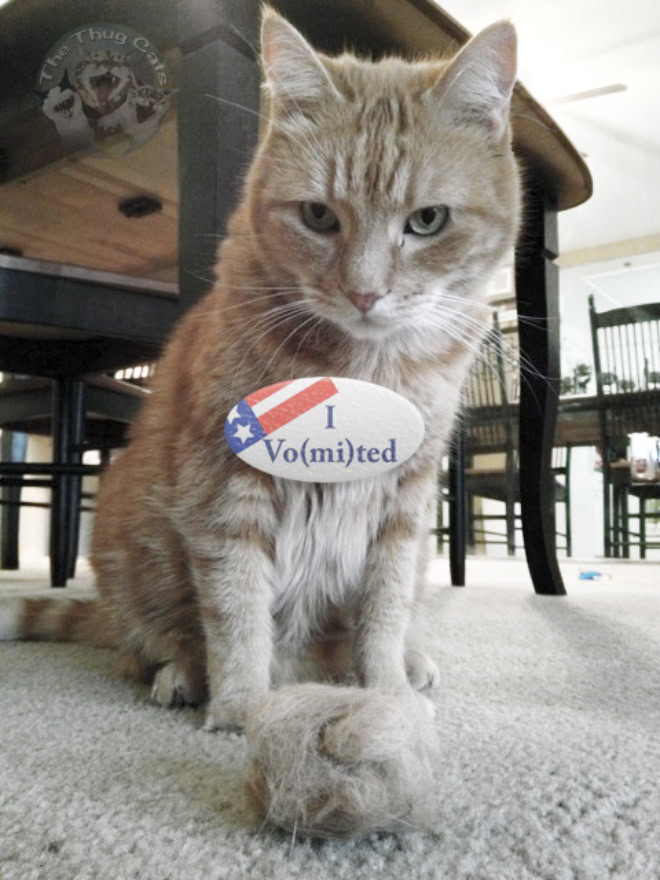 Proud cat who voted.