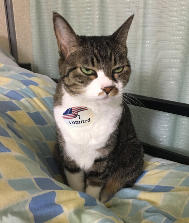 Proud cat who voted.