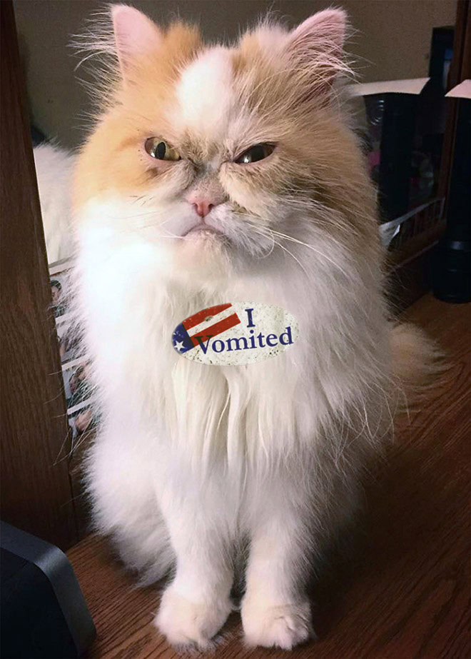 Proud cat who voted.