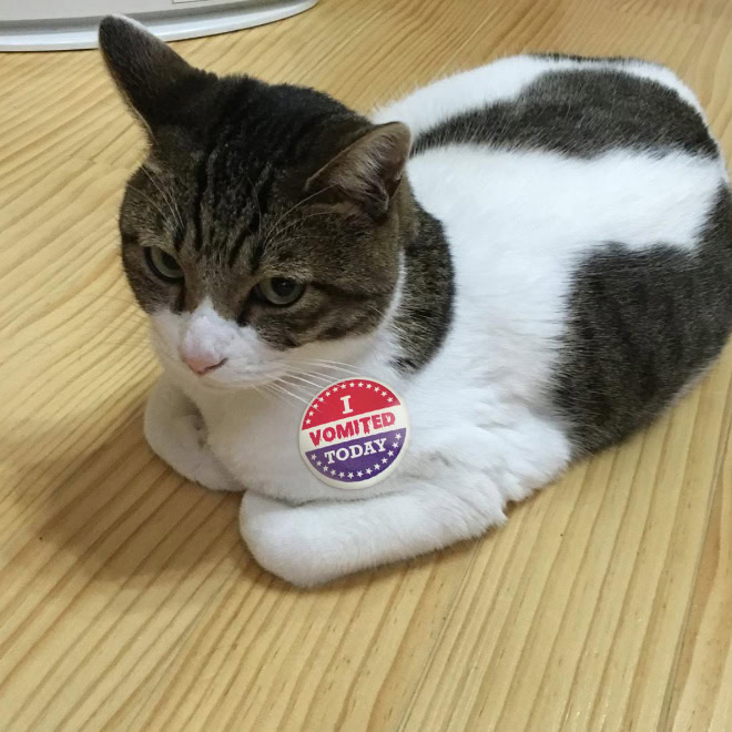 Proud cat who voted.