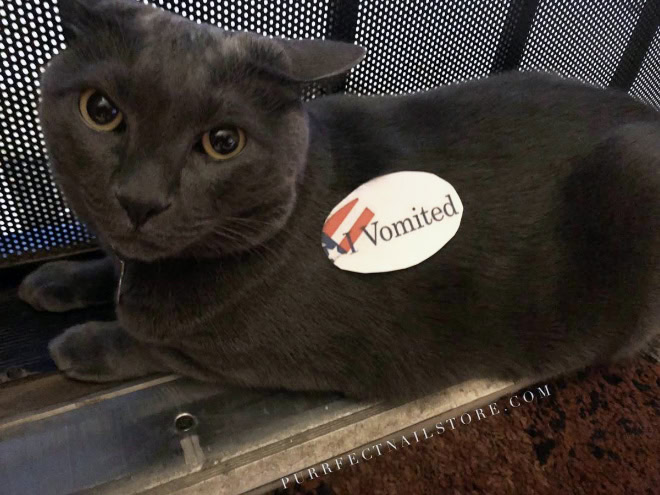 Proud cat who voted.