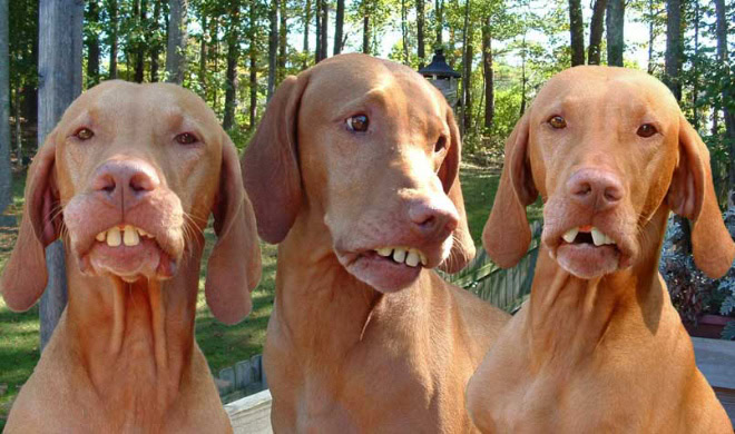 Animals with human teeth are hilariously creepy.