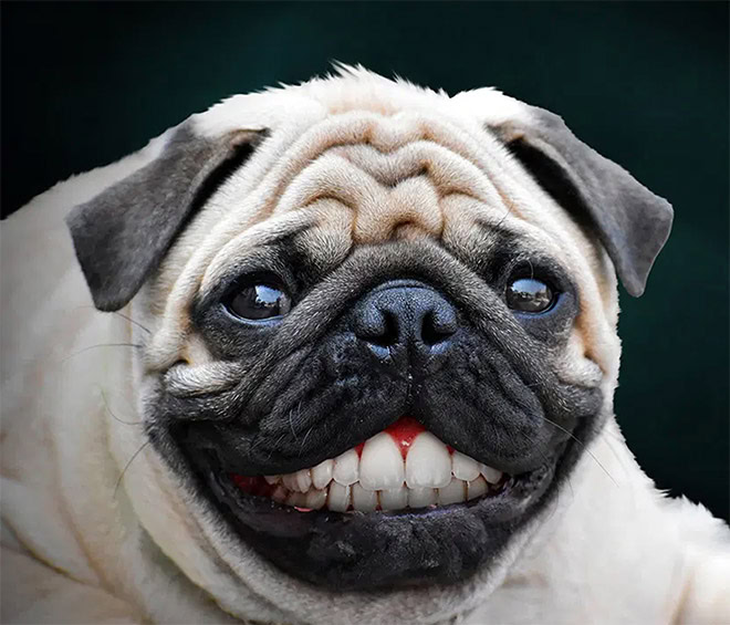 Animals with human teeth are hilariously creepy.