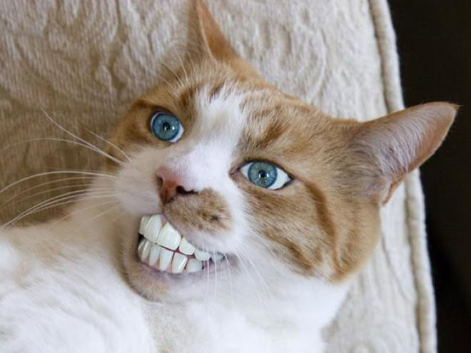 Animals with human teeth are hilariously creepy.