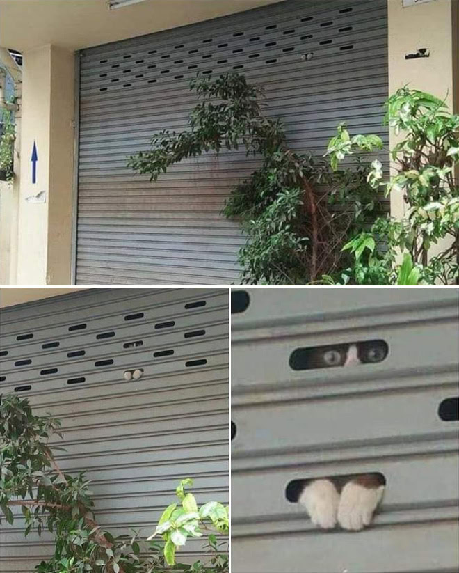 Ninja cat.