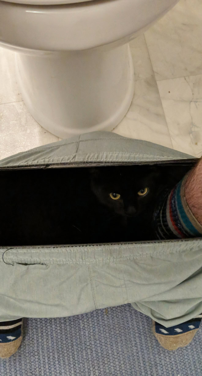 Cats really don't care about your privacy.