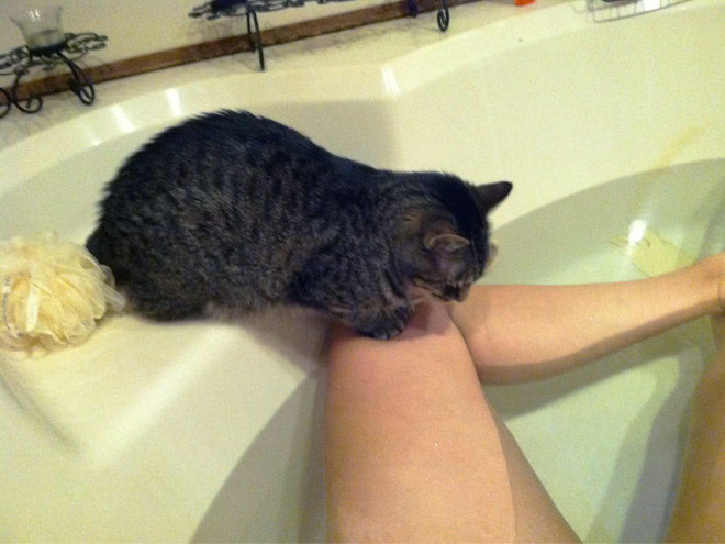 Cats really don't care about your privacy.