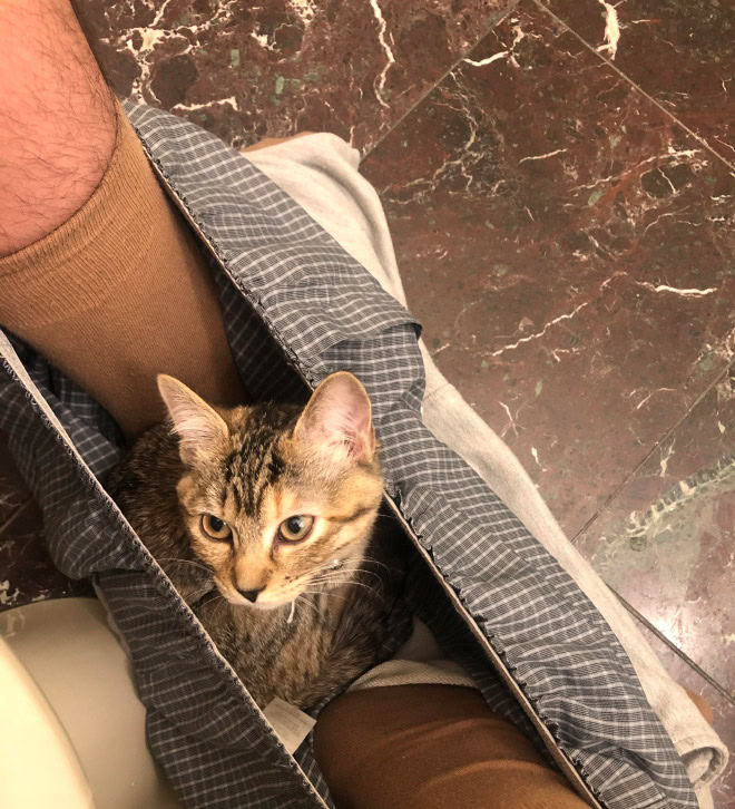 Cats really don't care about your privacy.