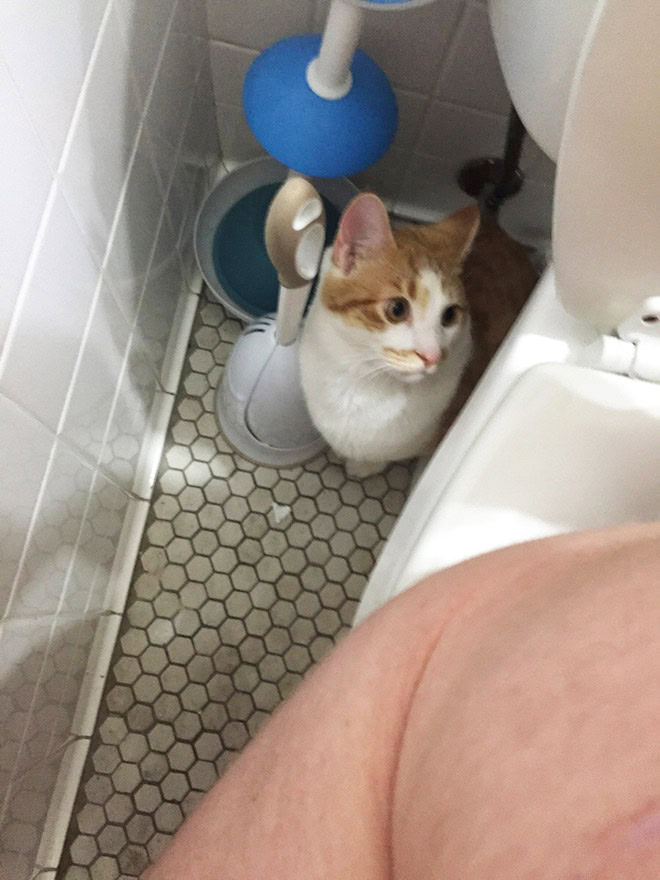 Cats really don't care about your privacy.