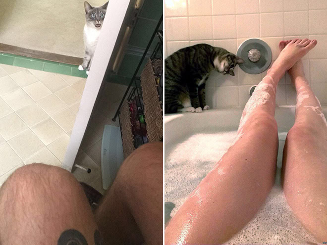 Cats really don't care about your privacy.