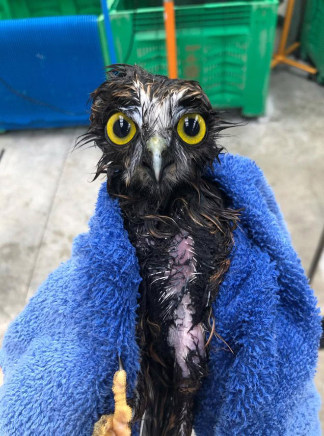 Wet owls are so grumpy!