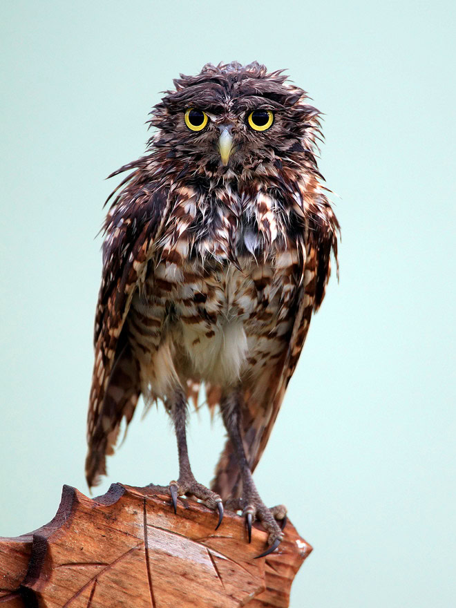 Wet owls are so grumpy!