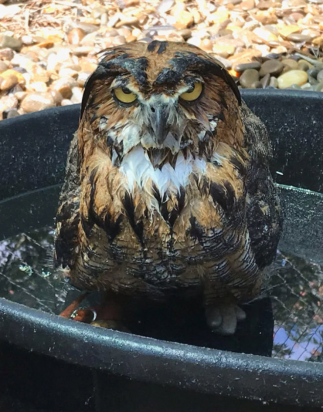 Wet owls are so grumpy!