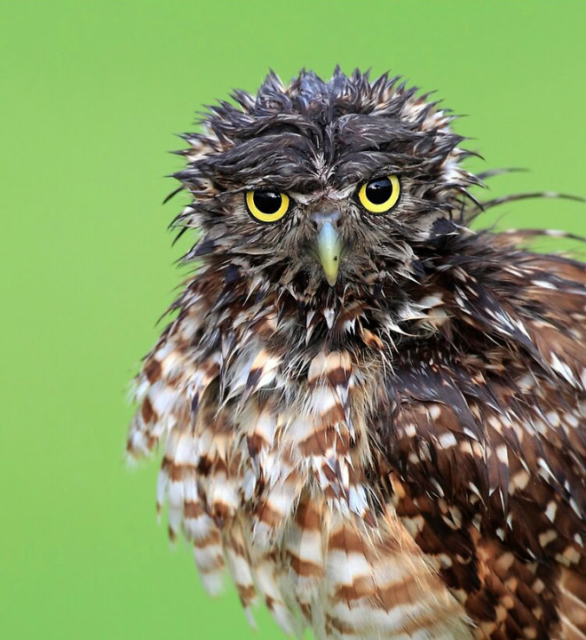 Wet owls are so grumpy!