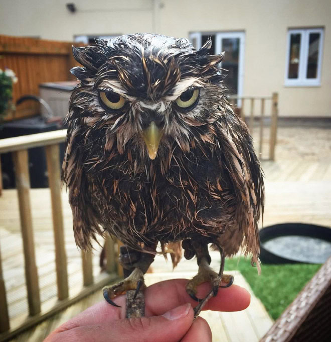 Wet owls are so grumpy!