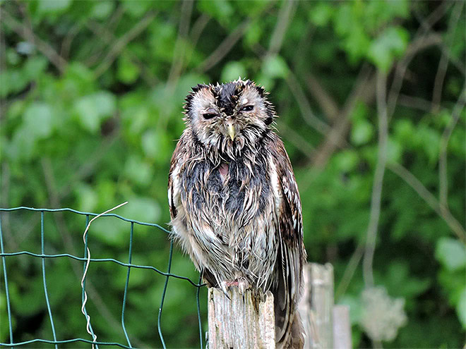 Wet owls are so grumpy!