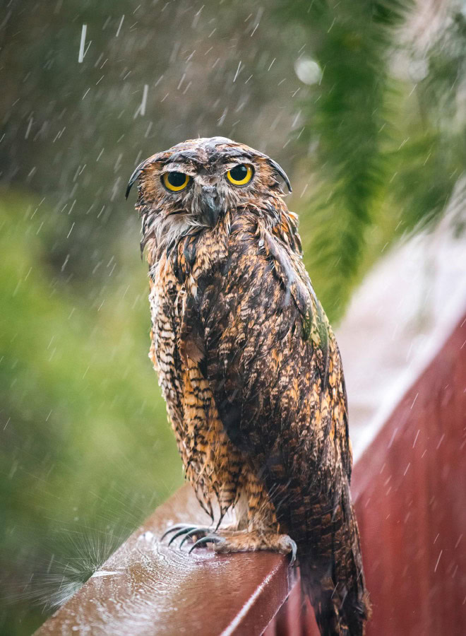 Wet owls are so grumpy!