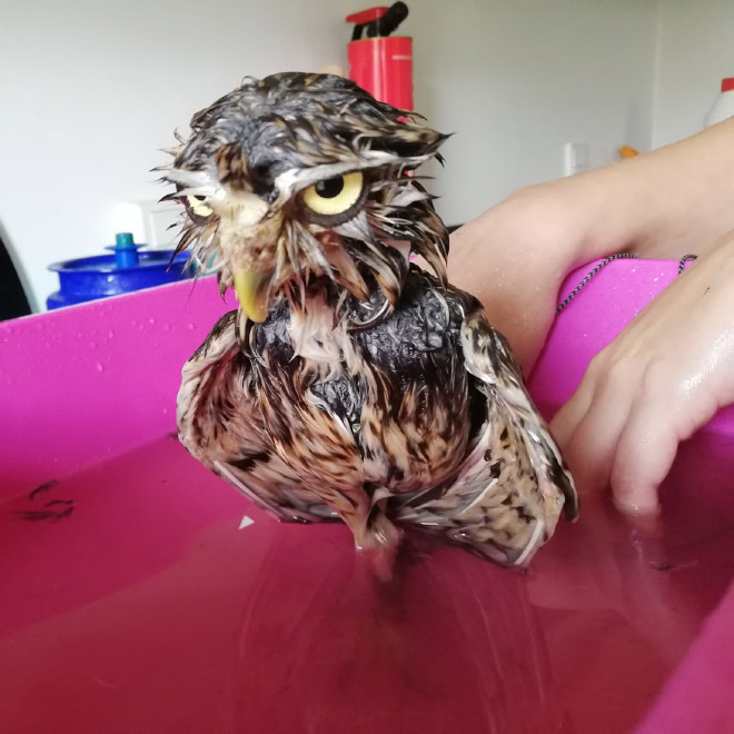 Wet owls are so grumpy!