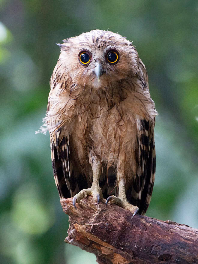 Wet owls are so grumpy!