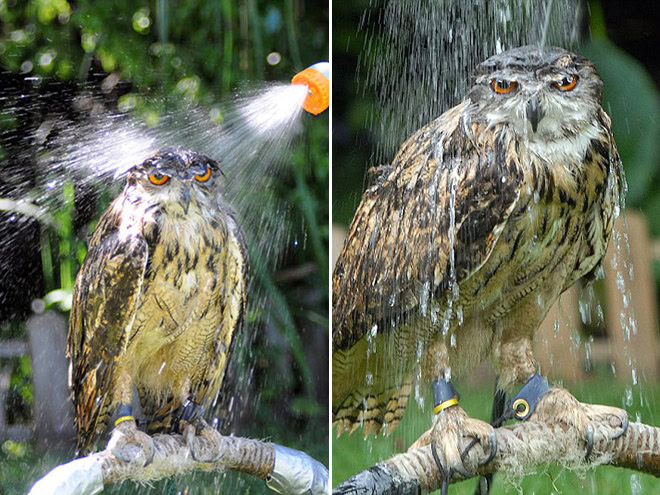 Wet owls are so grumpy!