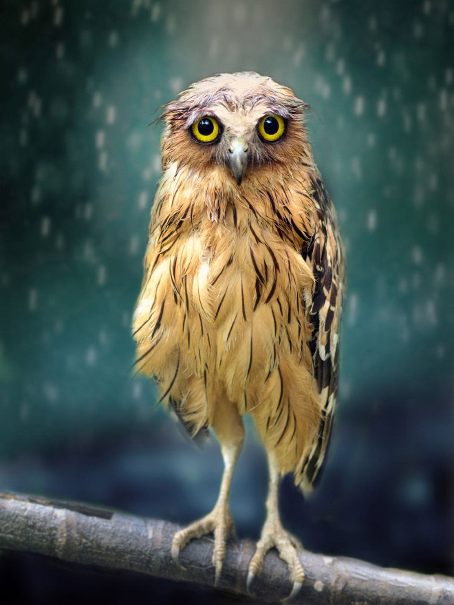 Wet owls are so grumpy!