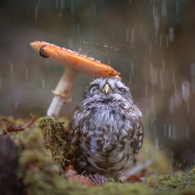 Wet owls are so grumpy!