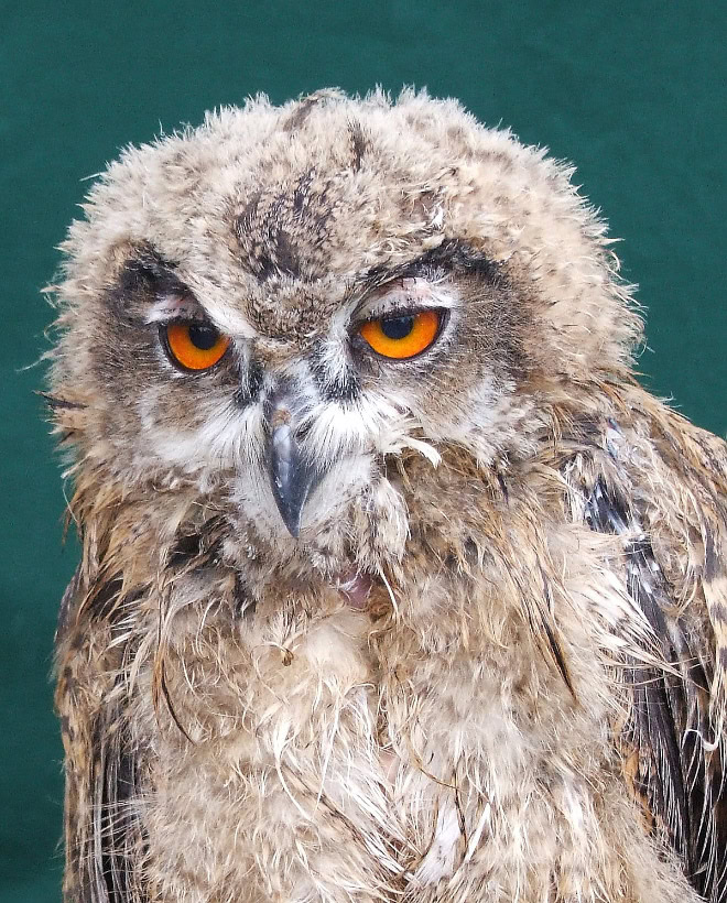 Wet owls are so grumpy!