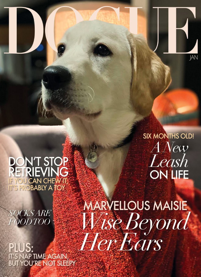 Dogue: fashion magazine for dogs.