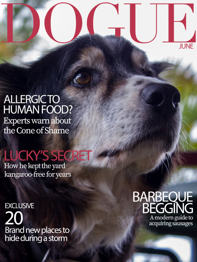 Dogue: fashion magazine for dogs.