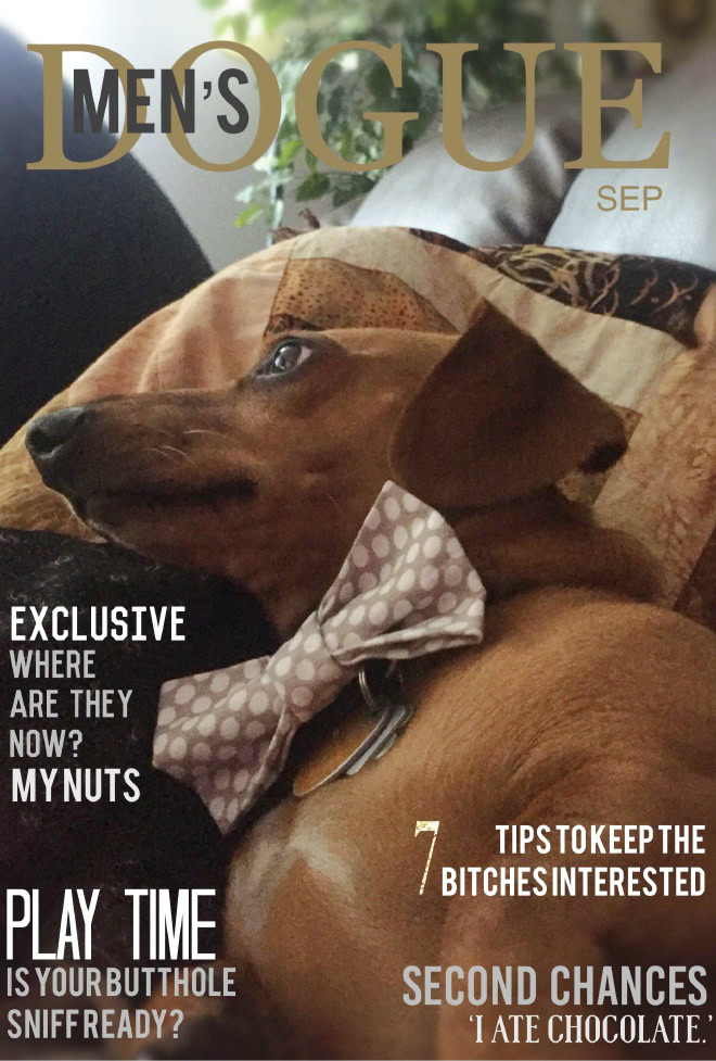 Dogue: fashion magazine for dogs.