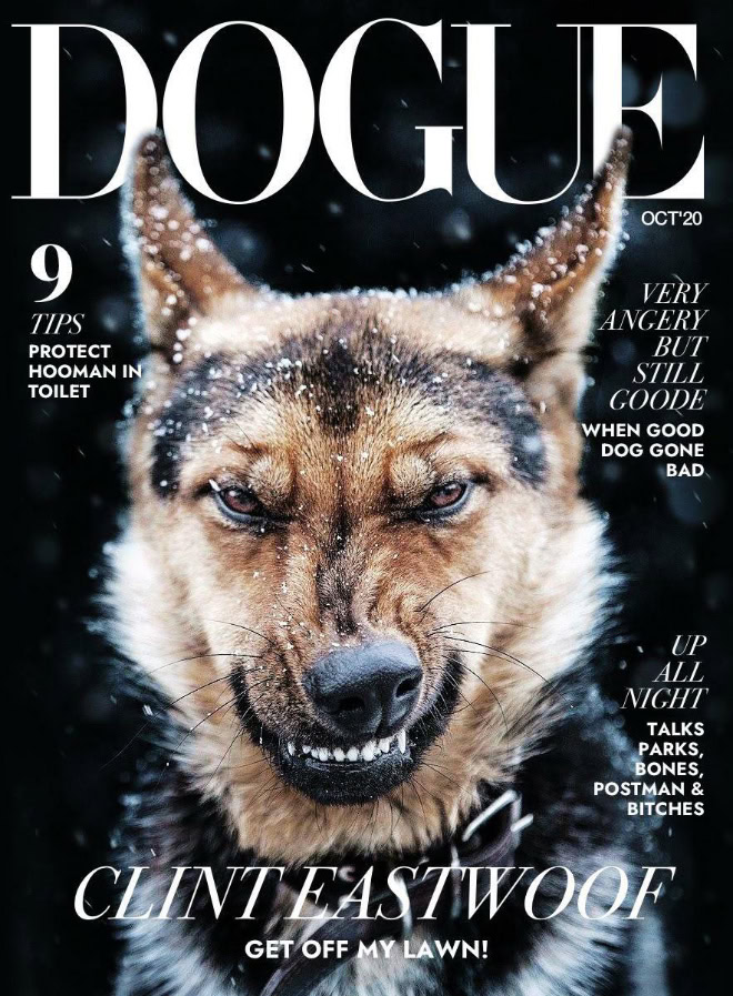 Dogue: fashion magazine for dogs.