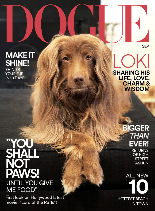 Dogue: fashion magazine for dogs.